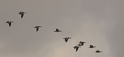 400px-BrantaLeucopsisMigration